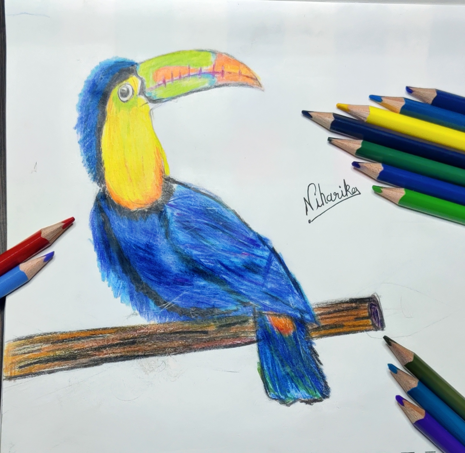 Bird pencil colour drawing